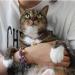 Necoichi Chirimen Hanabi Fireworks Cat Collar - Handcrafted in Japan - Purple - One Size Fits All - Buy Online on GoSupps.com