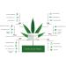Pure Hemp Oil Cream 150ml - CB Oil | Premium Formula According to DAC German Pharmacy Codex - International Shipping Available - Buy Online on GoSupps.com