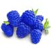Cupcake World Liquid Baking Food Flavourings Essence Blue Raspberry 500ml - Buy Online on GoSupps.com