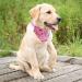 4 Pack Dog Bandana with Adjustable Buckle Handmade Dog Collar Triangle Dog Birthday Bandana Washable Dog Bandana Collar Dog Scarf for Small Medium Large Puppies (Large) Large (Pack of 4) Multi Colored - Buy Online on GoSupps.com