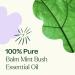 Plant Therapy Balm Mint Bush Essential Oil 10 mL (1/3 oz) 100% Pure Undiluted Natural Aromatherapy - Buy Online on GoSupps.com