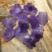 Natural Stone Amethyst Crystal Cluster Quartz Flower Raw Purple Gems Minerals Specimen Home Decoration NaturalReiki Decoration Full of Texture 100g - Buy Online on GoSupps.com