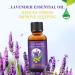Xnuoyo 30ml Lavender Oil - 100% Pure & Natural Essential Oil for Diffusing & Aromatherapy - Organic Glass Bottle with Pipette - Buy Online on GoSupps.com