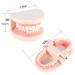 Model Teeth Dental Study - 10x8x7 PVC Teaching Aid for Kids | Learn to Brush Teeth - Buy Online on GoSupps.com