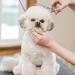 Dream REACH 7-Inch Professional Dog Shears - 440C Japanese Stainless Steel Fur Scissors for Pet Grooming - Buy Online on GoSupps.com
