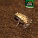 Coco's Ground Coconut Humus for Terrariums - 70L Organic Substrate for Amphibians Reptiles & Invertebrates - 5kg Pressed Flower Earth - Buy Online on GoSupps.com