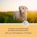 Annimally Senior Vital 120 Tablets for Dogs - MSM Ginger Frankincense & Spirulina for Joint Health & Mobility - Buy Online on GoSupps.com
