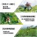 Taiwan unique tea Competition Grade Alishan Alpine Oolong Tea 150g*4 - Buy Online on GoSupps.com