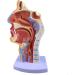 Mouth Nose Throat Pharynx Education Human Body ENT Model Study Model Pathology Nose Throat Model Enlarge The ical Model A+a - Buy Online on GoSupps.com