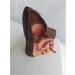 Canine Ear Model Dog Ear Anatomy Bilateral Model for Health Standards and Infectious Diseases Ear Family - Buy Online on GoSupps.com