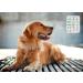 Kwispel Pet Feeding Reminder for Dogs Cats - Magnetic 3 Times A Day Indicator Chart - Feed Your Pets On Time - Includes Magnets and Double Sided Tape - Buy Online on GoSupps.com