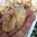 Gemstones for Decoration 3pcs Natural Quartz Golden er Palm Crystals Stones for Home Decoration Crystal Home Goods - Buy Online on GoSupps.com