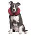 iCollr The Inflatable Pet Collar for Cats and Dogs in Post Surgery Recovery - MEDIUM