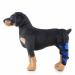 Dog Right Hind Leg Knee Brace Dog Braces for Back Legs Super Supportive for Heals Prevents Injuries Sprains Protects Wounds. C Small
