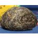 100g 2015yr Xia Guan Jin Si Tuo Cha Raw Puer Tea Green Puerh Tea with Gift Box - Buy Online on GoSupps.com