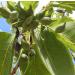 Kakadu Plum Seed Oil Organic Cold Pressed Natural 2 Fl Oz - Buy Online on GoSupps.com