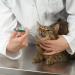 Gearmax Pet Pill Syringe Injector for Cats & Small Animals - Easy Tablet Dispenser with Soft Tip - Ideal for Puppies, Kittens & Babies - Buy Online on GoSupps.com