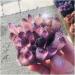 Natural Crystal Cluster Amethyst Purple Quartz Stone Raw Crystal Home Decor Crafts 300-400g - Buy Online on GoSupps.com