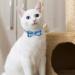 EXPAWLORER Dog Collar and Lead Set - Dog Bow Tie Collar and Dog Bandana Collar with Cute Bell No Tangle Dog Lead Adjustable Collars for Puppy Small Dogs Cats (Small) Small Blue - Buy Online on GoSupps.com