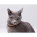 Buy 100% Baltic Amber Bank Chain - Dog & Cat Tick Protection Collar | Ilikeamber.com - Buy Online on GoSupps.com
