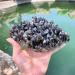 Gift Natural Crystal Aura Smoked Quartz Cluster Folk Rough Natural Crystal Stone ZJGIDTEM (Size : 300-350g) - Buy Online on GoSupps.com