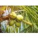 Organic Coconut Flour 2 Pounds - Non-GMO, Kosher, Raw, Vegan - Ideal for Baking - Unsweetened & Unrefined - Fine Powder, Bulk Packaging - Buy Online on GoSupps.com