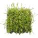 Aqua Essentials Java Moss Shrimp Shelter - Buy Online on GoSupps.com