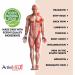 Body Relief Spray - Natural Instant Relief Therapy- Concentrated Potent Formula - for Back Arthritis Knees Shoulder Joint - (2)4oz(120ml) Free 1oz(30ml) Travel Spray Bottle - ArthriMed-Plus - Buy Online on GoSupps.com