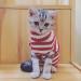 BOBIBI Cat Sweater Christmas Santa Claus - Small Winter Knitwear for Pet Cats - Buy Online on GoSupps.com
