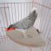Bird Wood Perch Platform Stand Chew Toy | XL Size 7.87x7.87 Inch | Cage Accessories for Parakeet Cockatiel Lovebird Conure Finch African Grey Canary Cockatoo Hamster Chinchilla Guinea Pig Gerbil Rat - Buy Online on GoSupps.com