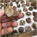 Natural Stone Minerals Aragonite Raw Quartz Point Selenite Rough Crystal Cluster Calcspar Minerals Specimen Gift Home Collections - Buy Online on GoSupps.com