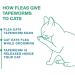 Elanco Tapeworm Dewormer for Cats - 3 Praziquantel Tablets | Effective Treatment for Kittens 6 Weeks+ - Buy Online on GoSupps.com