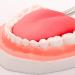 Yunyhao Tooth Model - 6X Enlarged Dental Hygiene Aid with Removable Tongue for Medical Teaching & Training | Ideal for Schools Hospitals and Medicine - Buy Online on GoSupps.com
