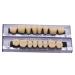 Angzhili Dental Synthetic Acrylic Resin False Teeth Halloween Horror Denture Set A3 (168pcs) - Buy Online on GoSupps.com