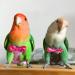 Buy Colorful Parrot Diapers - Washable Flight Clothes for Birds | Cute Fruit & Flower Patterns for Pigeons & Pets - Buy Online on GoSupps.com
