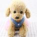 Petyoung Dog Princess Dress Pet Bowknot Fairy Mesh Dress Apparel Costume Clothing Tutu Skirt for Dog Cat XL - Buy Online on GoSupps.com