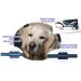 Twinkys Dog Style Tow Leash - 40m Rubberized for Dogs up to 50kg | Made in Germany - Black & Blue 20mm Width - Buy Online on GoSupps.com