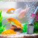 Shop Buentya Air Pump Accessories for Aquariums - 4m Airline Hose Airstones Check Valves & More | International Shipping - Buy Online on GoSupps.com
