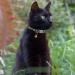 Tagme Personalized Cat Collars - Adjustable Safety Closure Black 2-Pack with Name & Phone Number (18-28 cm) - Buy Online on GoSupps.com