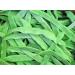 30+ Green Romano Pole Bean Seeds - Light Green Flat Runner Roma Seed - Buy Online on GoSupps.com