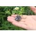 Carede Rhinestone Butterfly Claw Hair Clips Pack of 6 - Crystal Bow Hair Jaw Clip Barrettes for Girls & Women - Mixed Colors - 1.2 inch - Buy Online on GoSupps.com