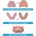 Dentureway DIY Prosthesis Set - 2 Sets of False Teeth & Impression Kit | Easy DIY Partial Denture Solution - Buy Online on GoSupps.com