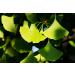 Health Embassy Ginkgo Biloba Leaf Honey 50g - Pure Ginkgo Biloba L - Pack of 1 - Buy Online on GoSupps.com