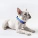 Heele Reflective Dog Collar for Small Dogs - Soft Neoprene Padded Nylon XS 20-30cm Royal Blue - Perfect for Puppies - 1-Pack - Buy Online on GoSupps.com