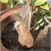 Natural Stone Garden Room Decoration | Healthy Aura | International Shipping | One Size - Buy Online on GoSupps.com