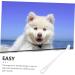 Happyyami 3pcs Pet Toothbrush Tool Toothbrushes Dog Oral Care Pet Cleaning Toothbrush Toothpaste Bristles 1 count (Pack of 1) Whitex3pcs - Buy Online on GoSupps.com