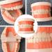 Buy Toyandona Educational Tooth Models for Kids | 3D Puzzles & Toy Sets for Brushing Teeth | Enhance Learning with Kidcraft Games - Buy Online on GoSupps.com