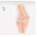 Buy 3B Scientific A85/1 Mini Knee Joint | Cross Section Bone Model | International Shipping | 3B Smart Anatomy - Buy Online on GoSupps.com