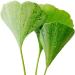 Greenfood Ginkgo biloba 400 mg leaf extract high dose 120 capsules. Vegan. - Buy Online on GoSupps.com