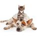 Pain Relief for Cat Paw Disorders: Dermatitis, Infection, Rashes, Bites - Antiseptic Antifungal Holistic Treatment by Pretty Paws - Buy Online on GoSupps.com